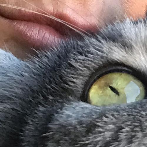 cri e gatto